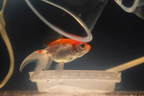 تصویر 4 از خوراک ماهی مقوی + مناسب پرورش ماهی